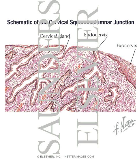Squamocolumnar Junction Cervix