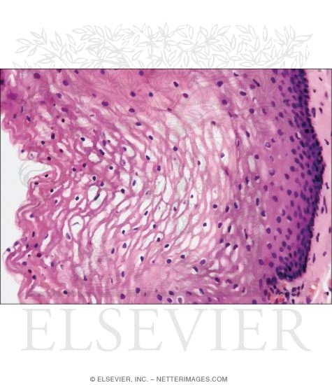 Higher Magnification Light Micrograph of the Vaginal Mucosa