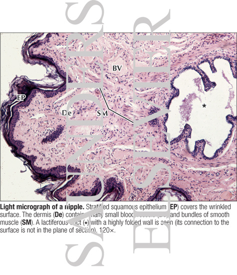 Light Micrograph of a Nipple