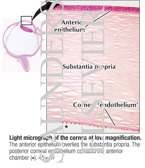 Light Micrograph of the Cornea at Low Magnification