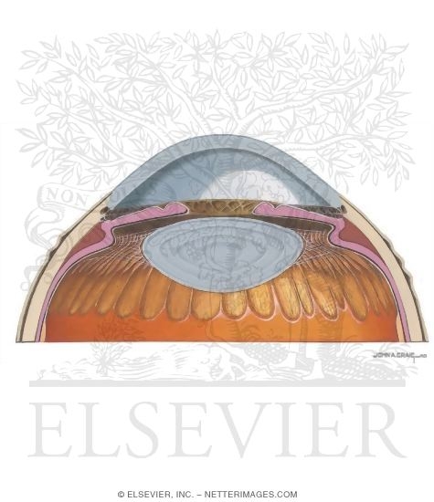 Anterior Segment of the Eye Showing the Topography of the Lens With Light Micrograph of the Equator of the Lens From the Eye of an Adult