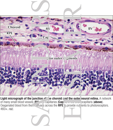 Choroidal Vessels