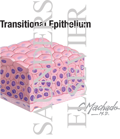 Transitional Epithelium
