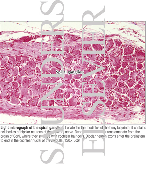 Light Micrograph of the Spiral Ganglion