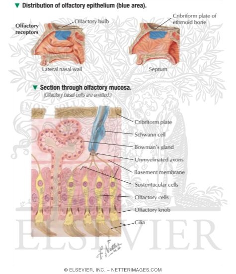 Olfactory Receptors