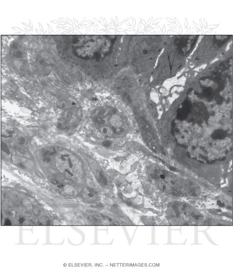 Electron Micrograph Showing Afferent Nerve Terminals at the Base of the Taste Bud