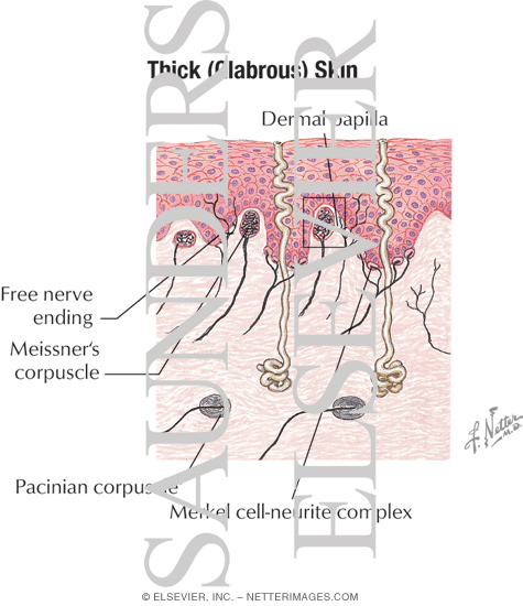 Thick (Glabrous) Skin With