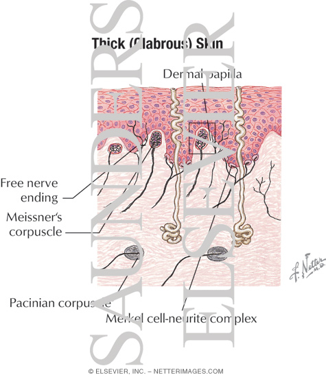 Thick Skin Histology