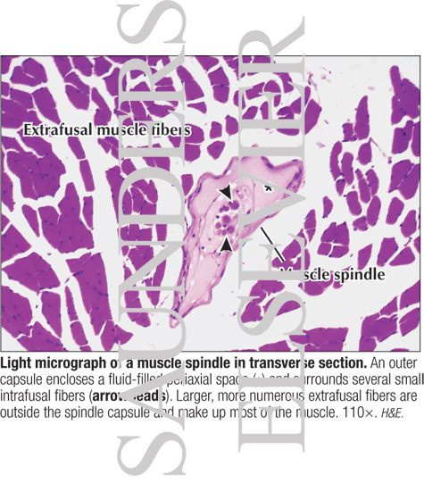 Extrafusal And Intrafusal