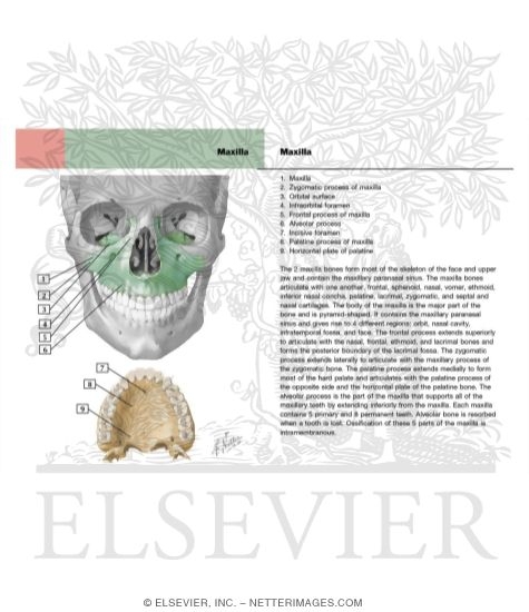 Maxilla