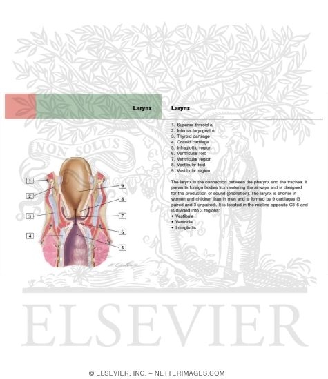 Larynx