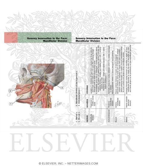 Sensory Innervation to the Face: Mandibular Division