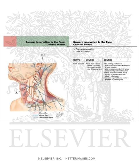 Sensory Innervation to the Face: Cervical Plexus