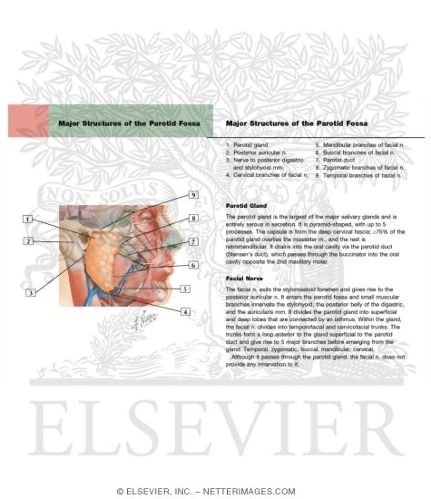Major Structures of the Parotid Fossa