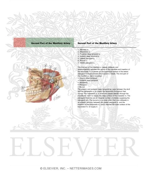 Temporal Region: Maxillary Artery