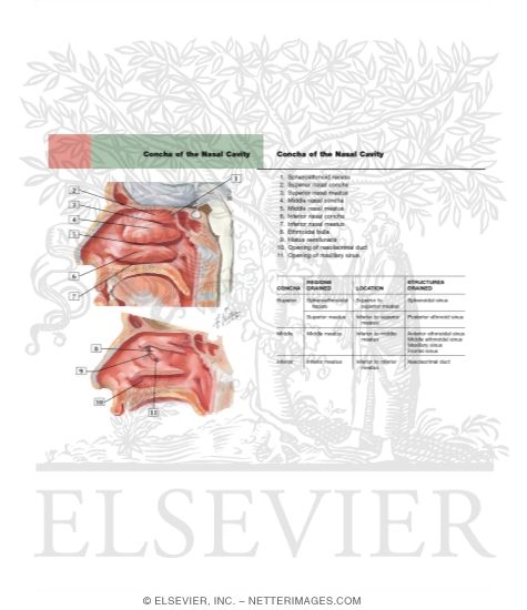 Lateral Nasal Wall