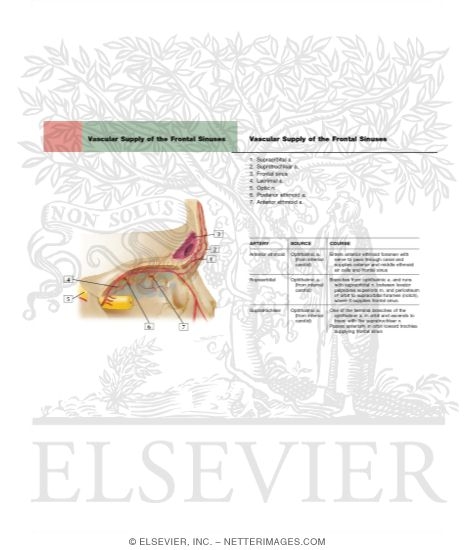 Vascular Supply of the Frontal Sinuses