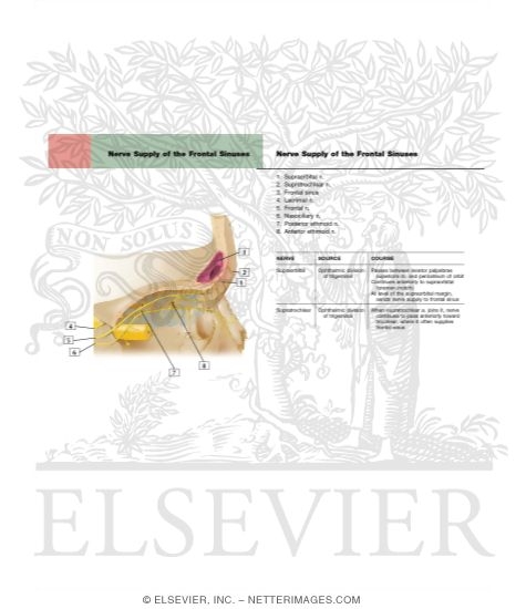 Nerve Supply of the Frontal Sinuses