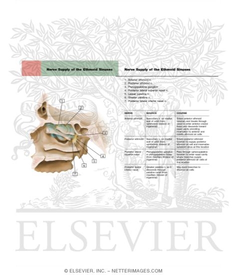 Ethmoid Sinus: Arterial Supply