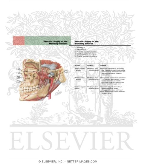 Vascular Supply of the Maxillary Sinuses
