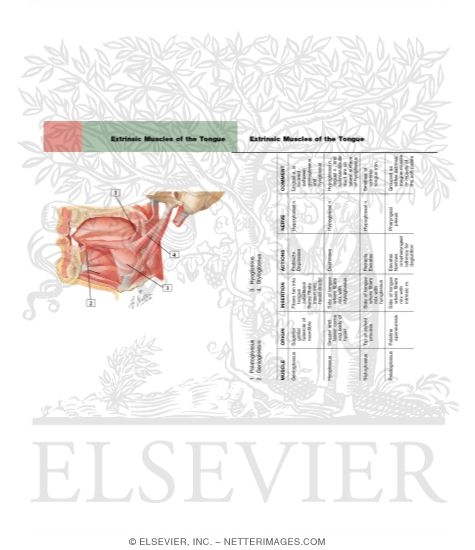 Extrinsic Muscles of the Tongue