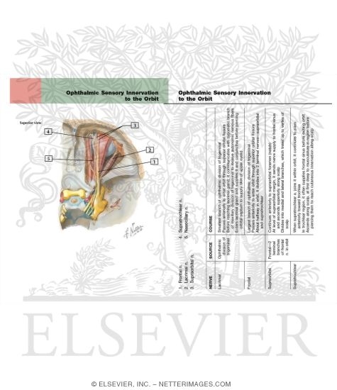 Ophthalmic Sensory Innervation to the Orbit