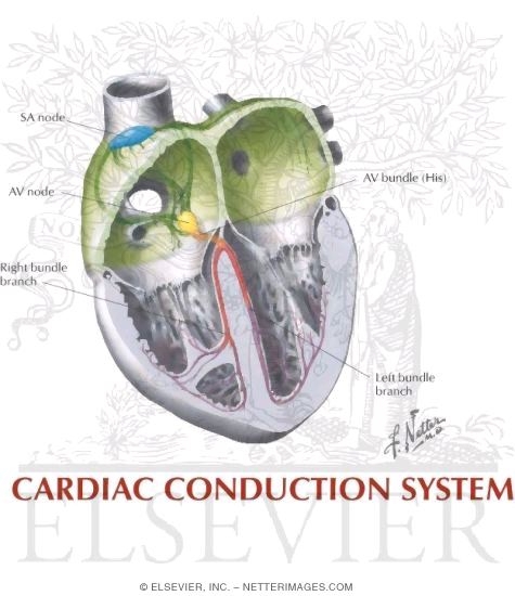 conducting system of heart. Cardiac Conduction System