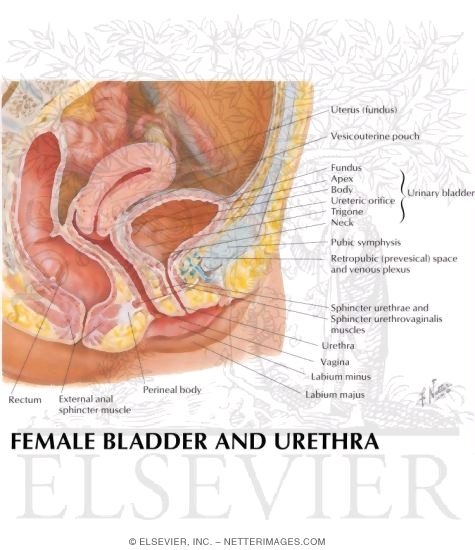 Female Bladder and Urethra