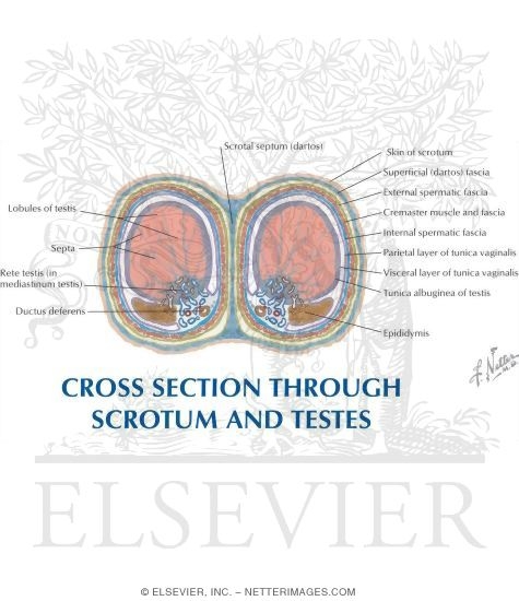 Cross Section Through Scrotum and Testes
