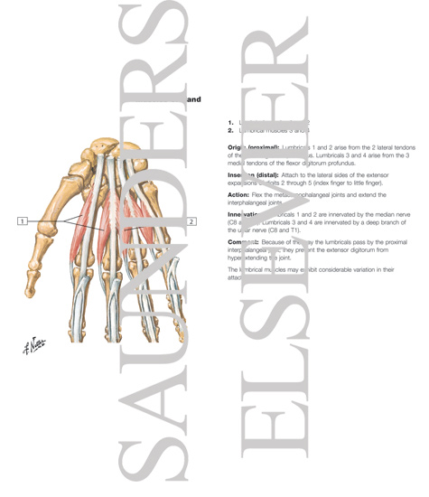 Muscles of Hand