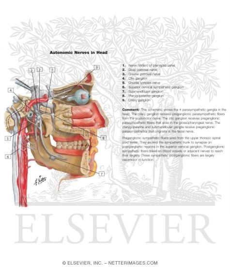 Autonomic Nerves in Head