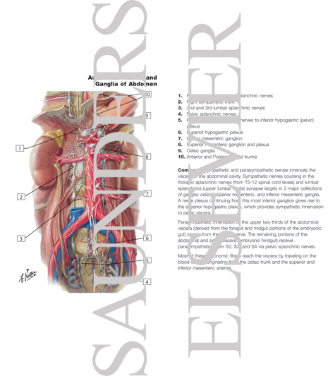 Autonomic Nerves and Ganglia of Abdomen