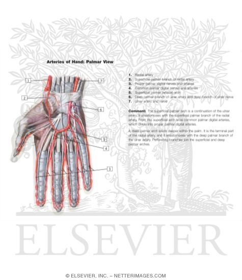 Blood and Lymph Vessels