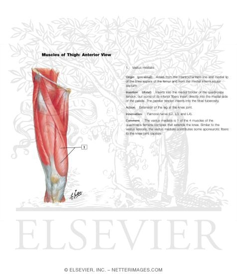 Muscles of Front of Hip and Thigh