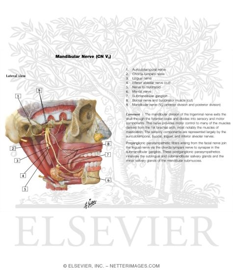 V3 Nerve