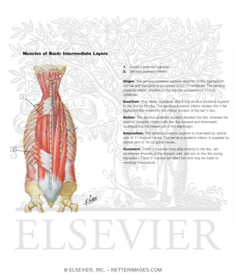 Muscles of Back: Intermediate Layers
Spenius and Erector Spinae Muscles