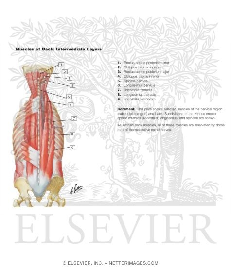 Muscles of Back: Intermediate Layers
Spenius and Erector Spinae Muscles