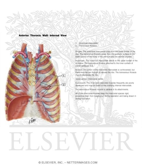 Anterior Thoracic Wall: Internal View (Hansen Anatomy Flash Cards 3-5)