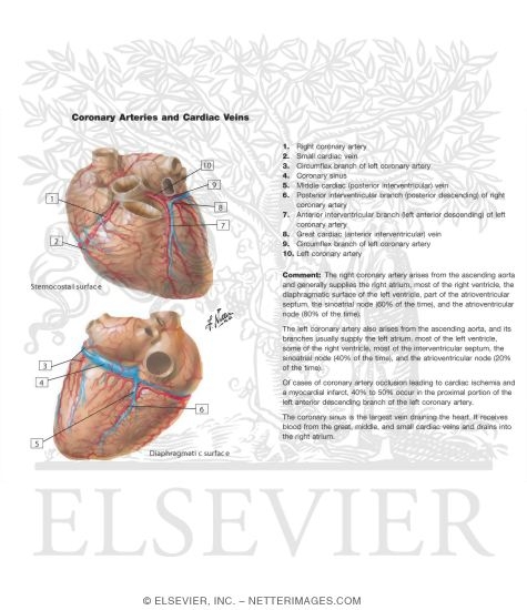 Arteries and Veins of the Heart
Coronary Arteries and Cardiac Veins