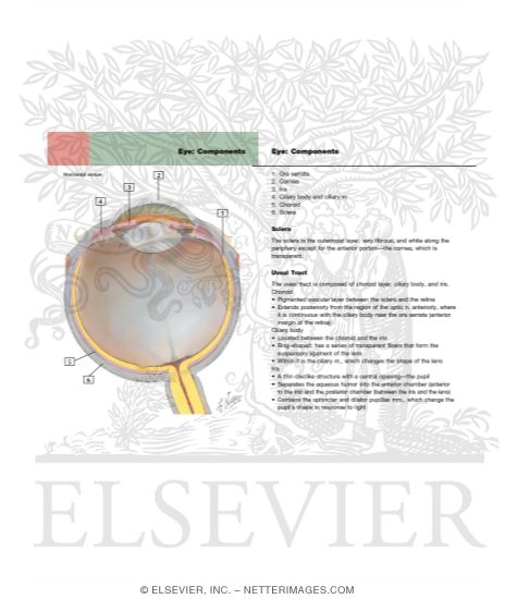 Gallbladder and Extrahepatic Bile Ducts