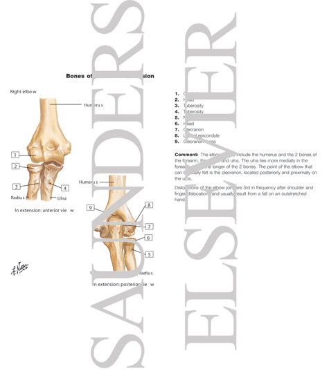 Bones of Elbow