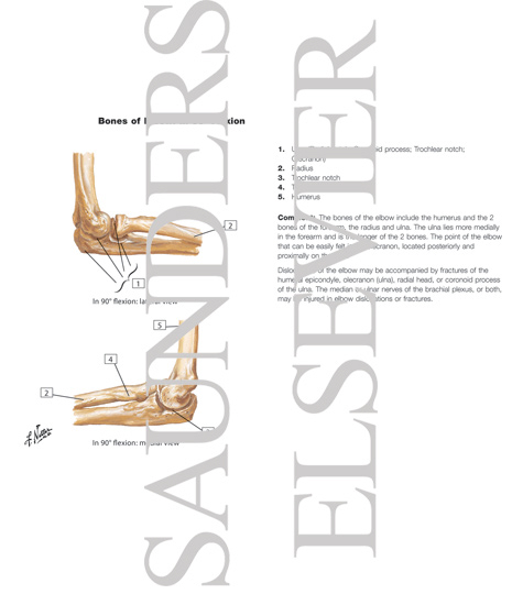 Bones of Elbow (Hansen Flash Cards 6-6)