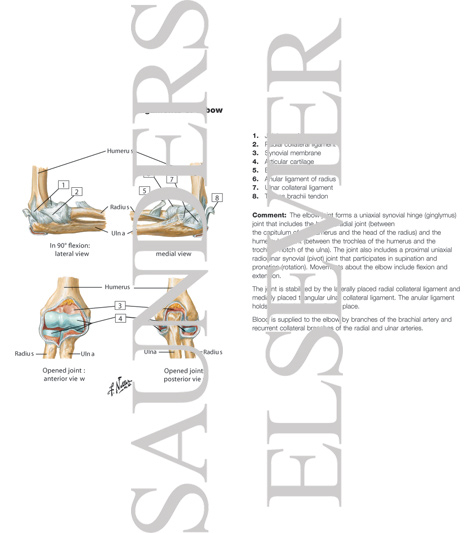 Ligaments of Elbow