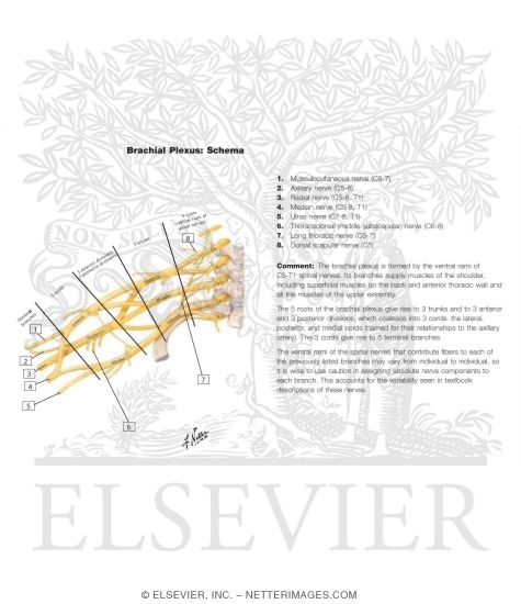 Brachial Plexus: Schema