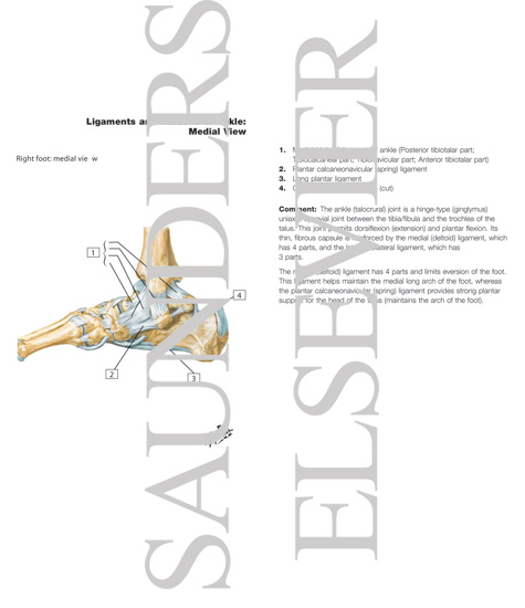 Medial Ligaments of Ankle