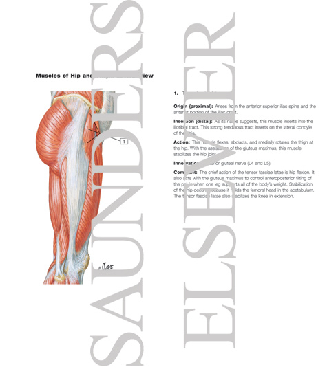 Muscles of Hip and Thigh: Lateral View