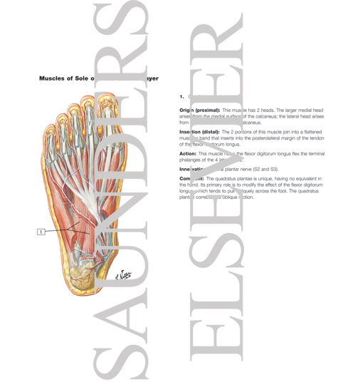 Muscles of Sole of Foot: Second Layer