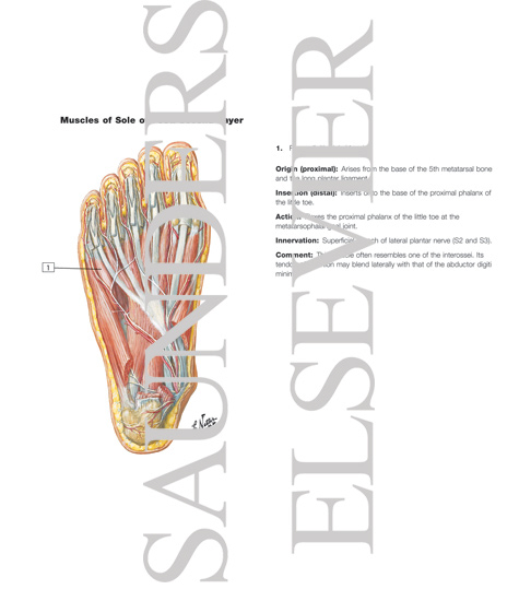 Muscles of Sole of Foot: Second Layer