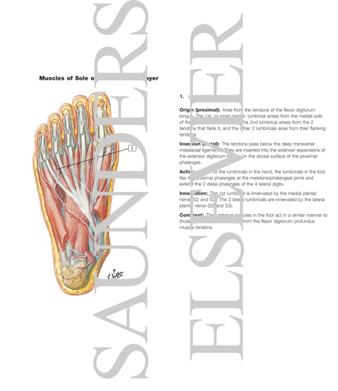 Muscles of Sole of Foot: Second Layer