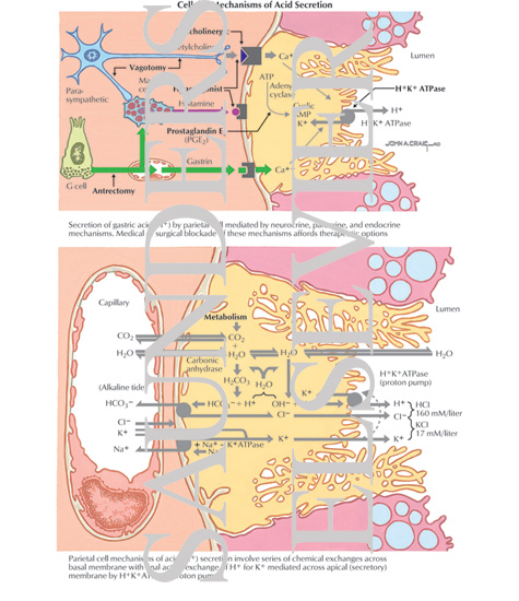 Cellular Mechanisms of Acid Secretion